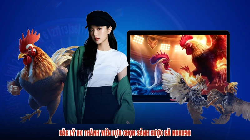 Các lý do thành viên lựa chọn sảnh cược gà NOHU90
