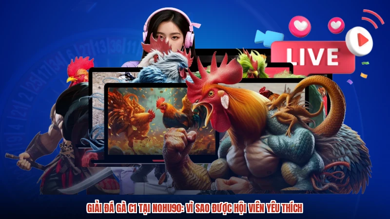 Giải đá gà C1 tại NOHU90: Vì sao được hội viên yêu thích