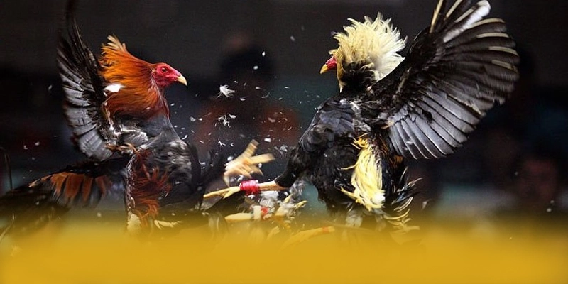 Nền tảng trên điện thoại di động cùng 8xbet Nền tảng trên điện thoại di động cùng 8xbet